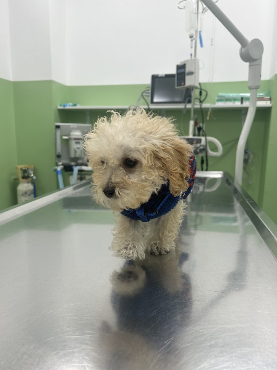 Veterinarska stanica Sarajevo - foto 3