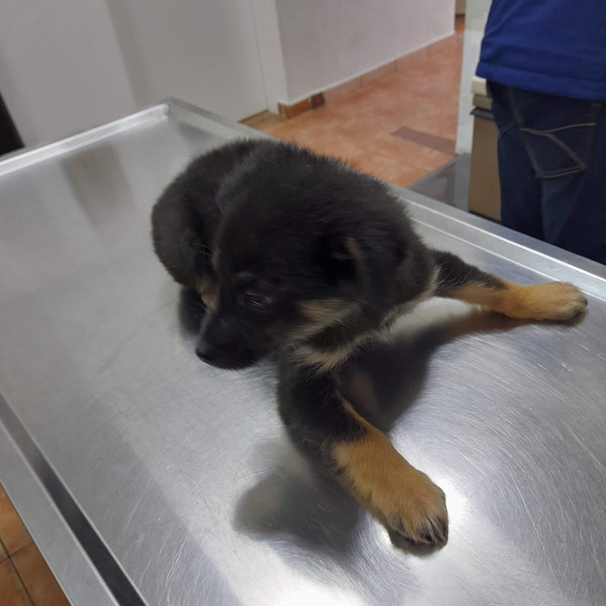 Veterinarska ambulanta Vetanova - foto 3