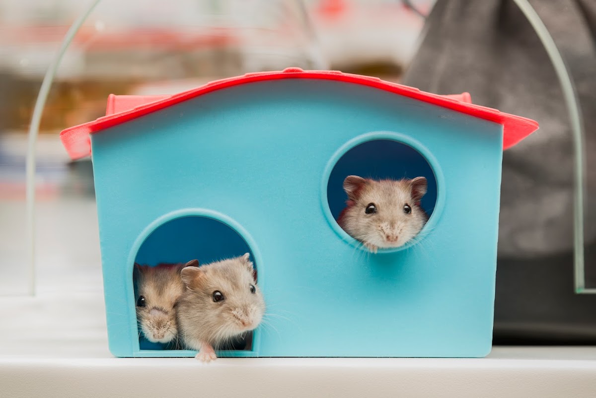 KETTI d.o.o. - SVIJET LJUBIMACA - foto 2