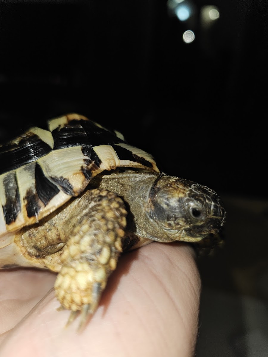 Veterinarska stanica "DODO" - foto 2