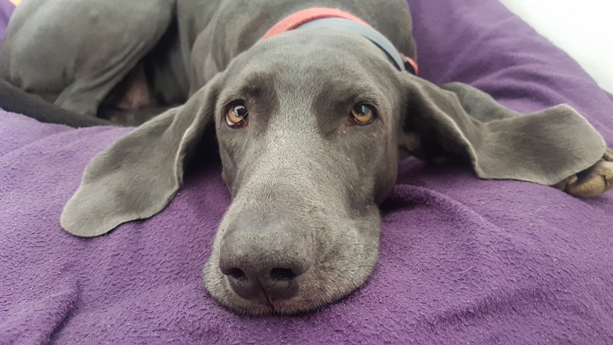 Veterinarska stanica "DODO" - foto 3