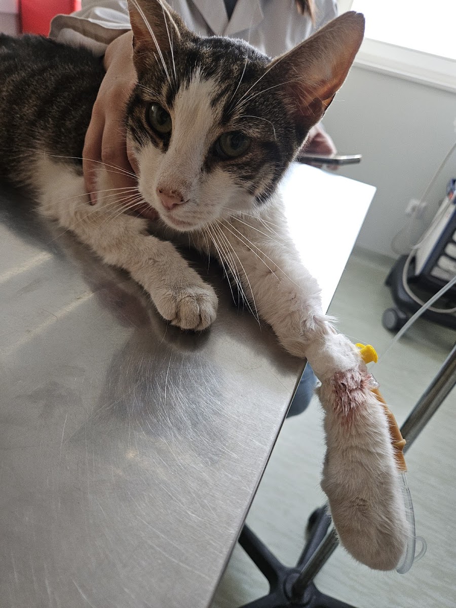 Vetlife - foto 3