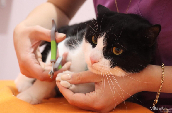 Veterinarska stanica Saraj Vet - foto 2
