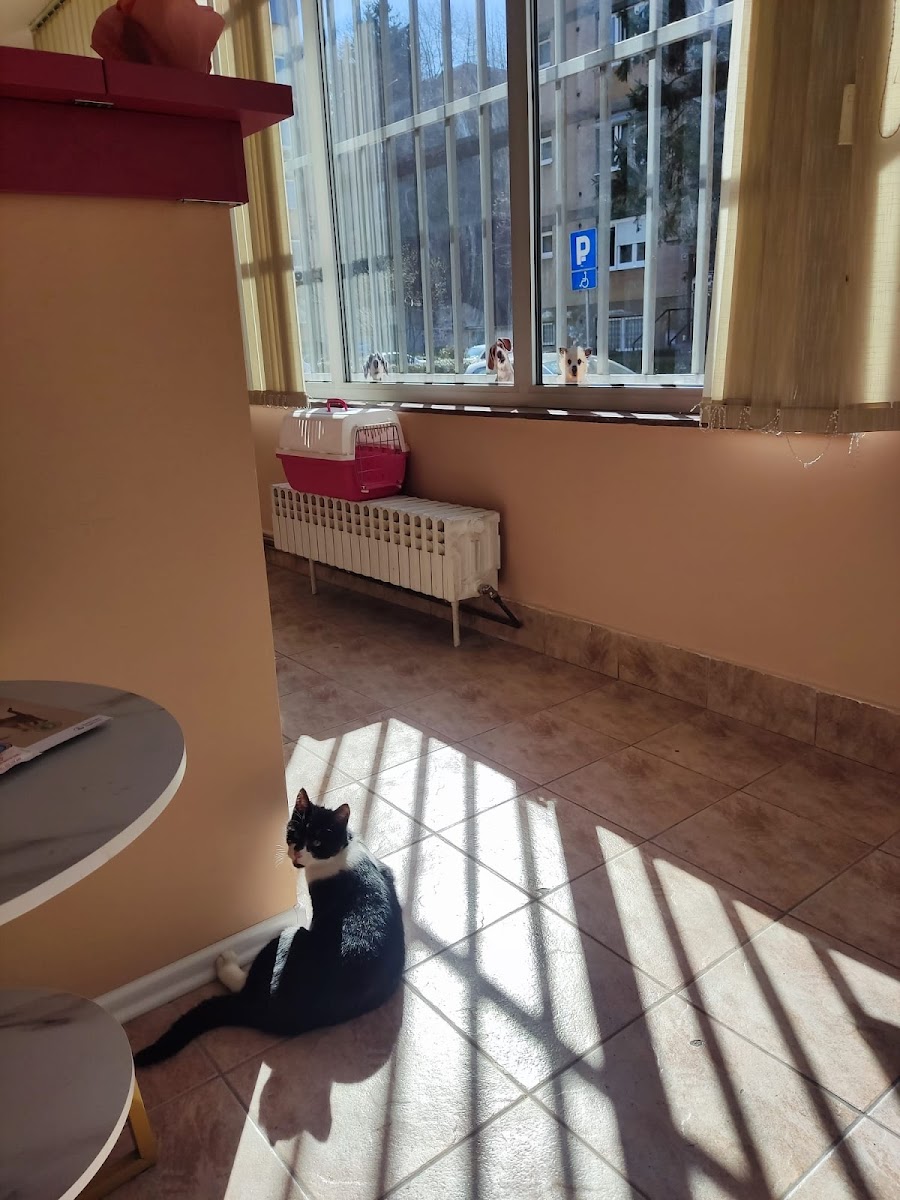 Samostalna veterinarska praksa "Adna Ljubijankić" - foto 2