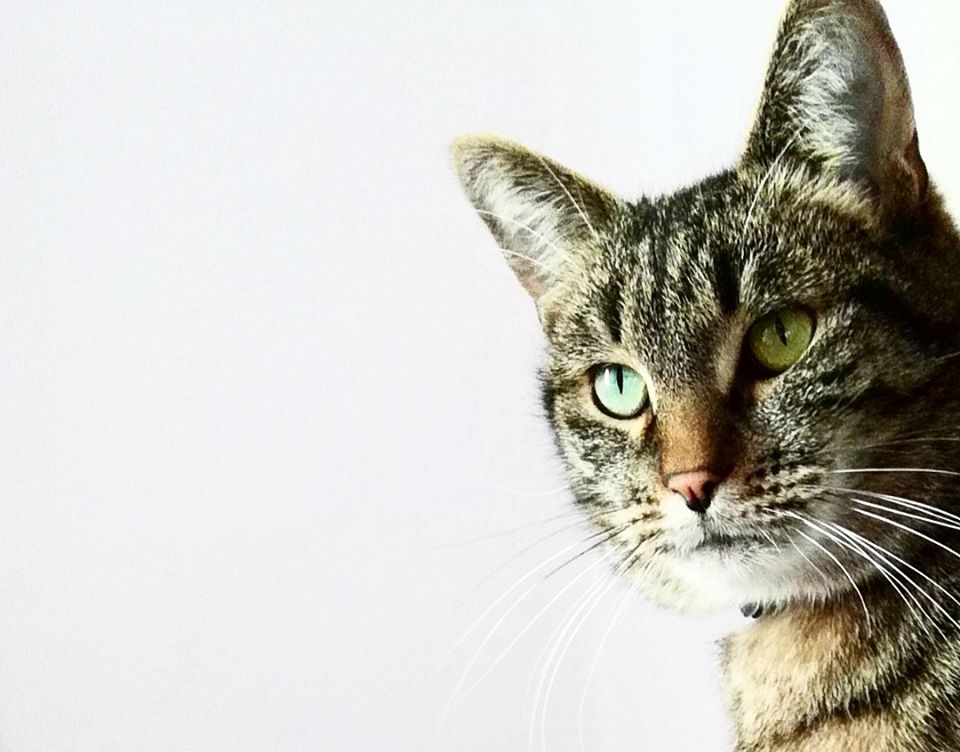 Veterinarska apoteka Linea Alba, Sarajevo