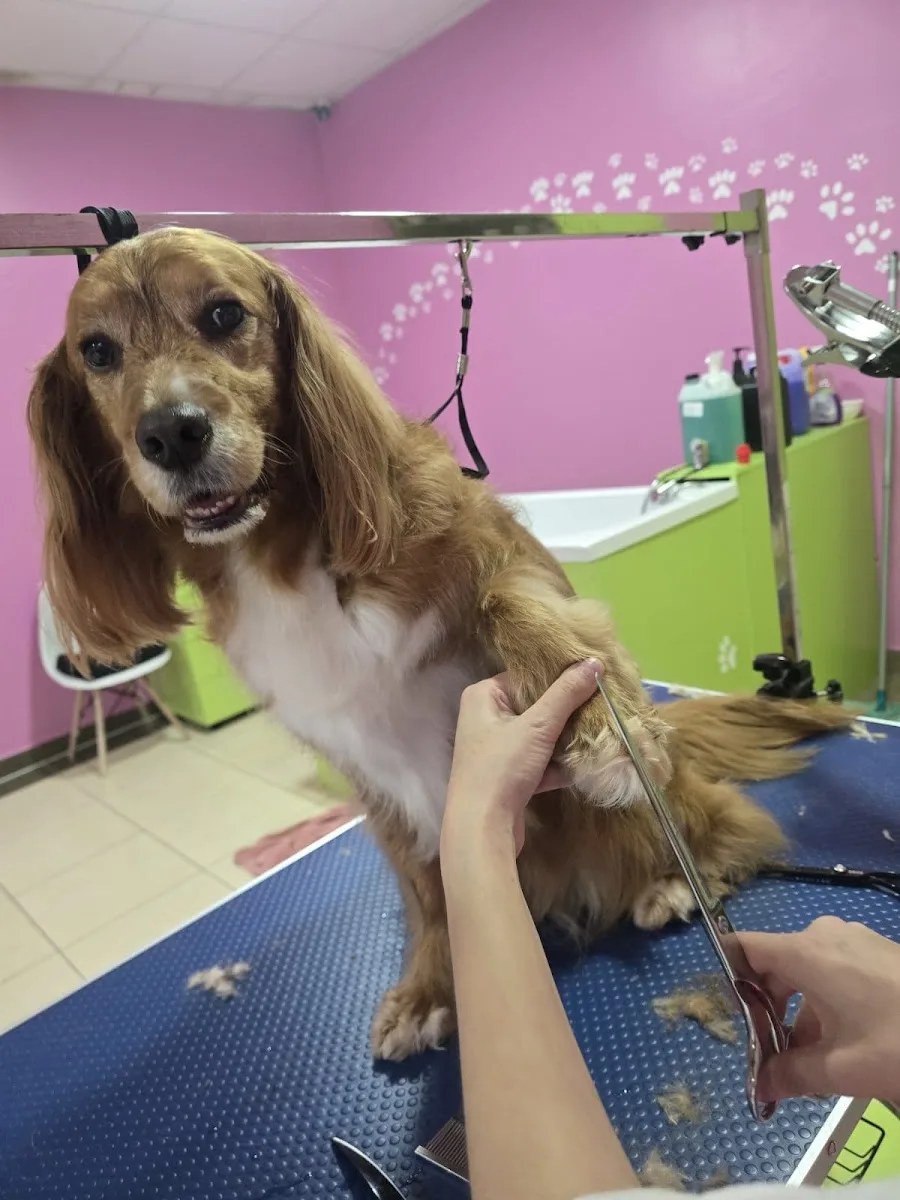 Infinity Pet Studio, Sarajevo