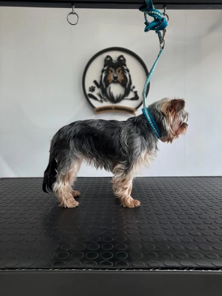 LEOZEDA GROOMING SALON ZA KUĆNE LJUBIMCE - foto 3