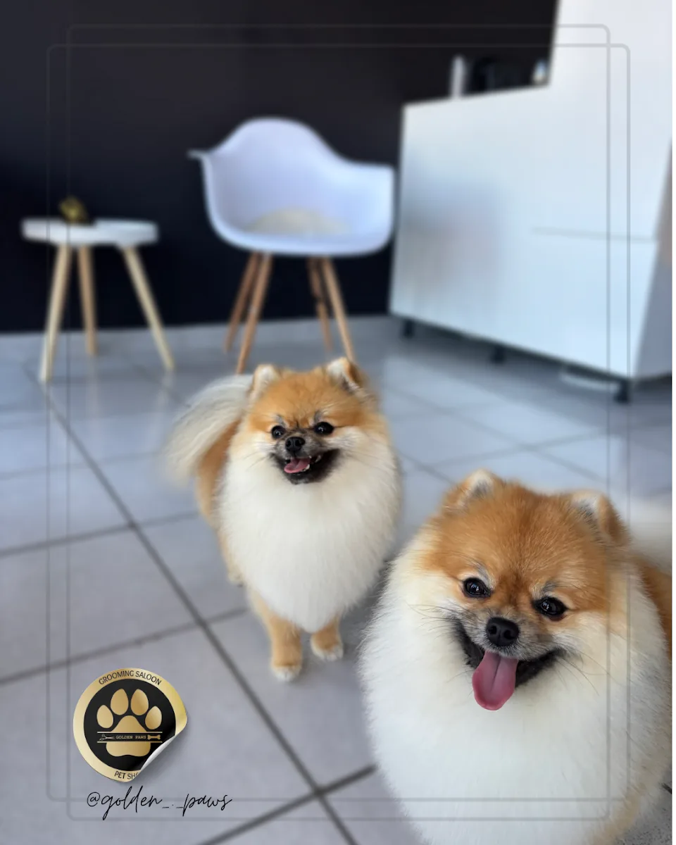 Grooming Golden Paws, Bijeljina
