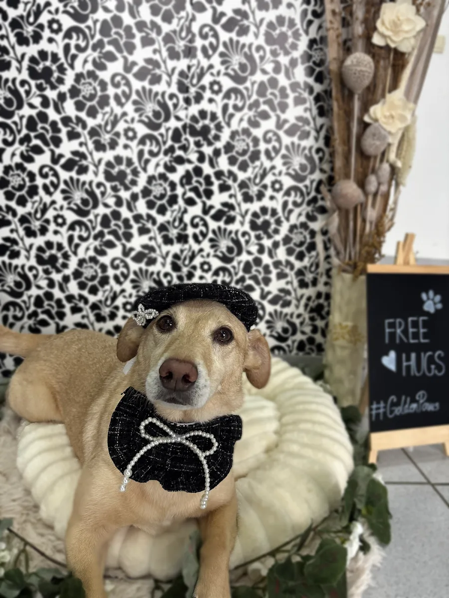Grooming Golden Paws - foto 2