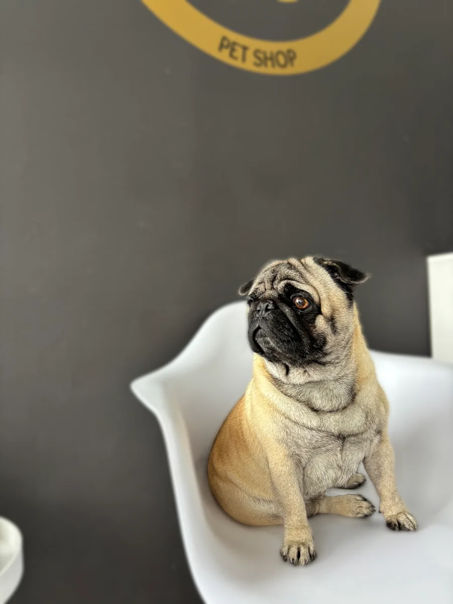 Grooming Golden Paws - foto 3